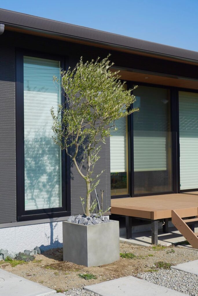 兵庫県加西市|新築住宅の玄関前にオリーブをプランター植栽で施工した事例