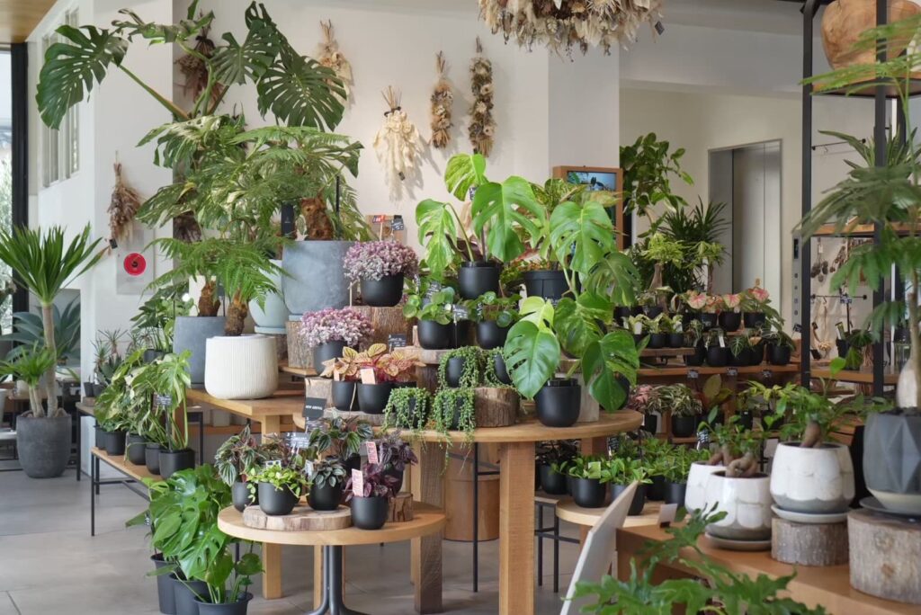兵庫県加古川市|オリーブやユッカなどの庭木や観葉植物を販売する植物専門店Bgreenの店舗内
