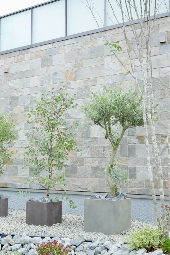 兵庫県加西市|住宅外構にオリーブとアカシアを配置したプランター植栽