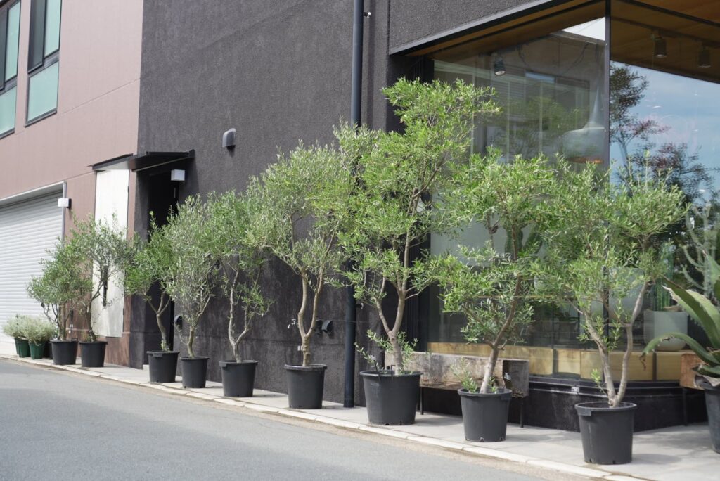兵庫県加古川市|オリーブやユッカなどの庭木を販売する植物専門店Bgreenの店舗外観