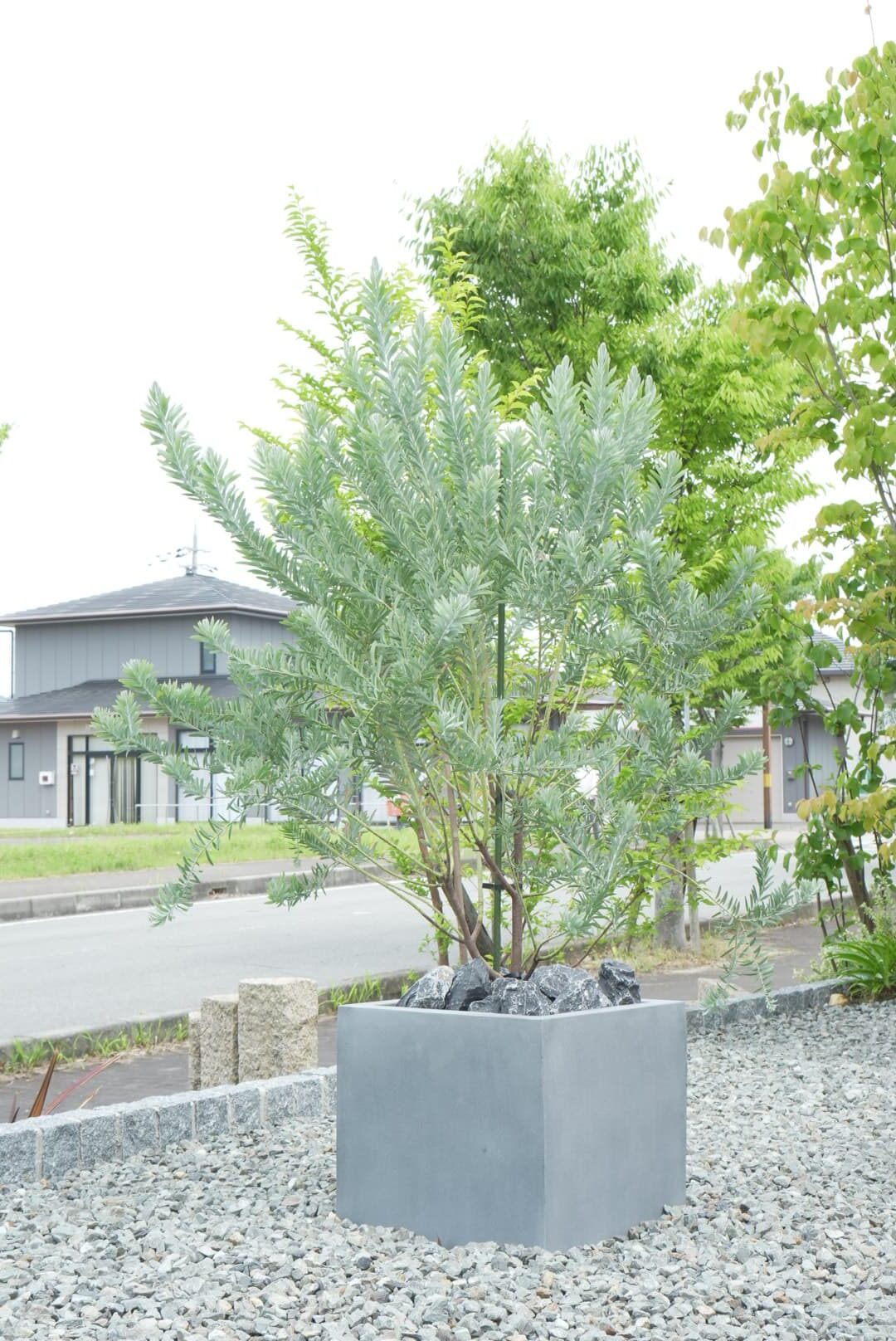 兵庫県加西市|住宅外構にアカシアブルーブッシュを配置したプランター植栽