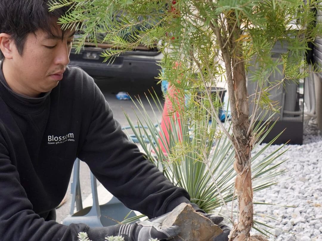 兵庫県加古川市|オリーブやユッカなどの庭木や観葉植物を販売する植物専門店Bgreenの店長