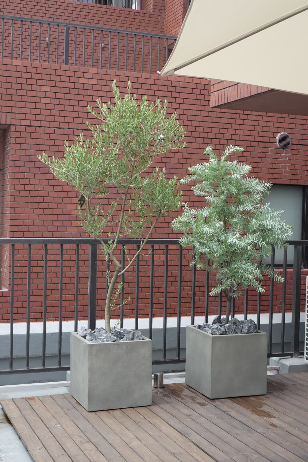 兵庫県神戸市|新築ベランダにオリーブとアカシアブルーブッシュを配置したプランター植栽