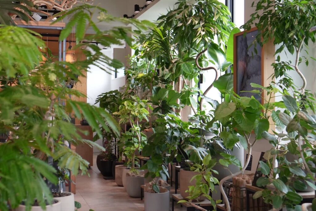 兵庫県加古川市|オリーブやユッカなどの庭木や観葉植物を販売する植物専門店Bgreenの店舗内